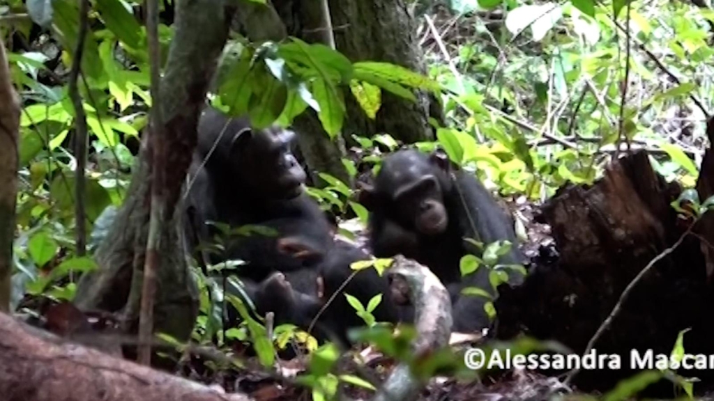 Documentan por primera vez a chimpancés aplicando "medicina" a otros