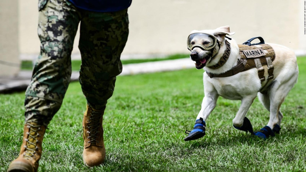 Ejército de México busca adoptantes para héroes caninos