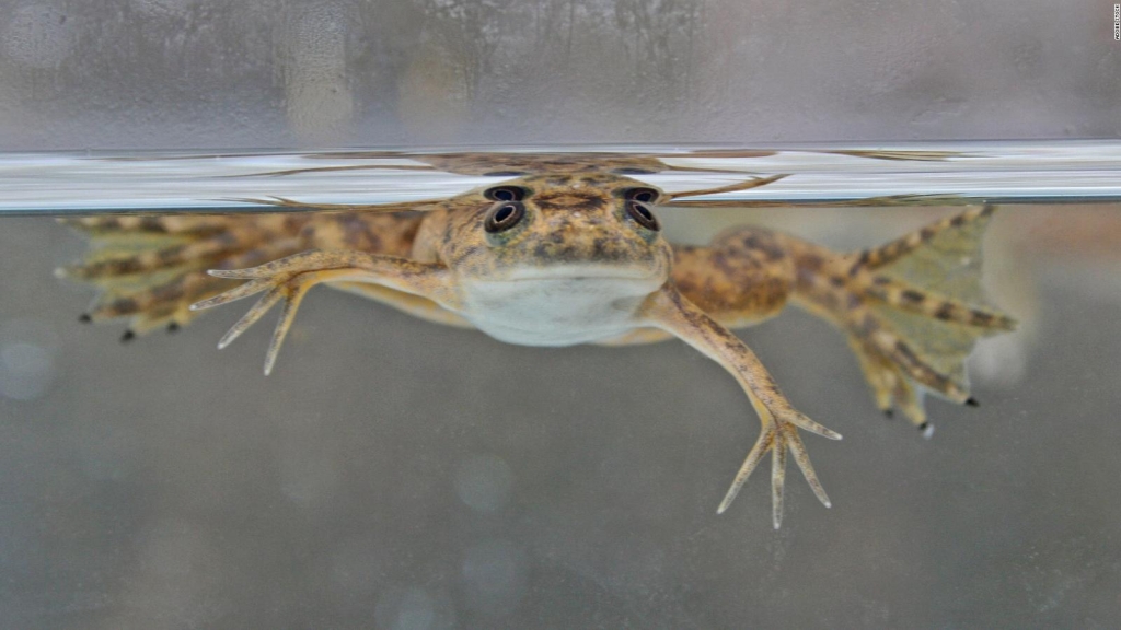 Científicos logran regenerar patas amputadas en ranas